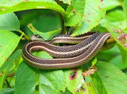 The eastern ribbon snake has a diverse diet consisting of worms, slugs, minnows, insects, small mice, fish, and toads. Ribbon Snake Reptiles Of Alabama Inaturalist