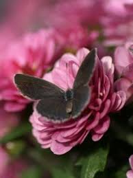 Download Butterfly Old Mobile Cell Phone Smartphone Wallpapers Hd Desktop Backgrounds 240x320 Images And Pictures