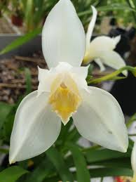 Image result for Cycnium recurvum