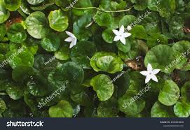 Image result for Geophila repens