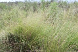 Image result for Eragrostis plana