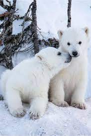 Pin By Danijela Zivkovic On Animals Polar Bear Animals Animals Wild