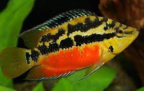 Salvini cichlid, yellow belly cichlid, tricolour cichlid. Salvini Cichlid New World Cichlids Nandopsis Salvini Tank Facts