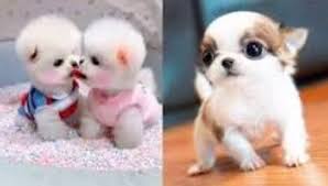 We did not find results for: Cutest Baby Dog In The World Dog Baby Funny Videos Baby Dogs Baby Dogs Cute And Funny Dog Videos Compilation Video Dailymotion