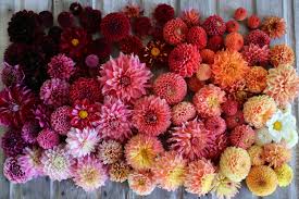 Here is the advice on how to care for them to produce magnificent dahlias. How To Grow Dahlias Floret Flowers