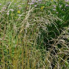 Image result for Glyceria