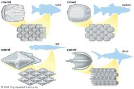 Scale Zoology Fish Scales Fish Scale Tattoo Fish Anatomy