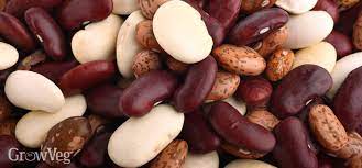 We did not find results for: Growing Beans For Drying