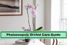We did not find results for: Phalaenopsis Orchid A Basic Guide For Indoor Care Plants Spark Joy