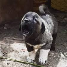 Kara Kircil Kangal Yavrusu