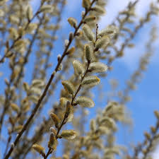 Image result for Goat Willow