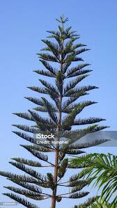 Image result for Araucaria columnaris