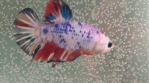 Ikan cupang juga termasuk ikan hias yang mudah dipelihara tanpa menggunkanan oksigen atau habitat ikan cupang ialah berasal dari negara asia tenggara seperti indonesia, thailand, vietnam. Cupang Alam Home Facebook