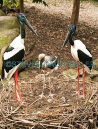 Big Bird With Large Beak Black Necked Stork Picture Black Necked Stork Black Necked Stork Black Neck Stork Jabiru Ephippiorhynchus Asiaticus Stork Nest Stork Breeding Pair Stork With Ch