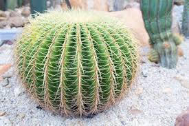 I guess i was hoping for a bit more, but am still happy to see it finally reach an age of maturity where it will flower from now on. Golden Barrel Cactus Plant Group In Arid Plants Garden Stock Photo Picture And Royalty Free Image Image 96995202