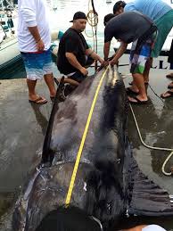 Angler Lands 1 368 Pound Blue Marlin From 20 Foot Skiff