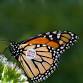 Monarch Tag & Release