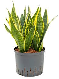 Image result for Tristachya superba