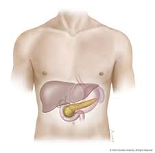 The pancreas is an organ of the digestive system and endocrine system of vertebrates. The Pancreas And Its Functions Columbia University Department Of Surgery