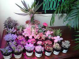 Although the epileds offer a full spectrum with. Hopefully My New Red Blue Growlight Helps With My Dark Apartment Succulent Thunderdome Succulents