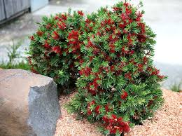 Image result for Callistemon