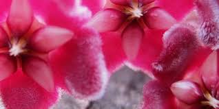 Rhipsalis warmingiana (a portamento prima eretto, poi prostrato, con rami sfumati di rosso; L Hoya La Pianta Con I Fiori Di Cera
