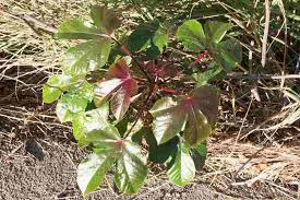Image result for Jatropha gossypiifolia