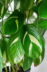 Image result for Maranta arundinacea
