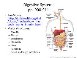 The digestive system is the organ system that breaks food down into small molecules that are absorbed into the bloodstream. Digestive System