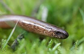 In mitteleuropa gehört sie zu den am häufigsten vorkommenden reptilien. Blindschleiche Anguis Fragilis Deutschlands Natur