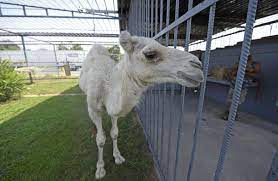And the camel did nothing wrong, per iberville parish deputy. In Wild Encounter Woman Bites Testicles Of Tiger Truck Stop Camel To Escape Officials Say News Theadvocate Com