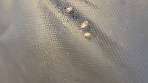 Image result for bed bugs eggs