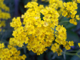 Get inspired with our handpicked collection of flower pictures hd to 4k quality available for commercial use download now for free! Little Yellow Flowers By Therealzubes On Deviantart