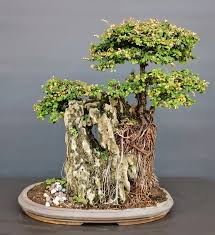 Image result for Phyllanthus beillei