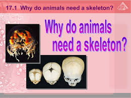 Exclusive stories and expert analysis on space, technology, health, physics, life and earth 17 1 Why Do Animals Need A Skeleton 17 2 The Human Skeleton 17 3 General Plan And Functions Of The Human Skeleton 17 4 Joints 17 5 Muscles 17 6 Locomotion Ppt Download