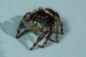 Image result for bold jumping spider