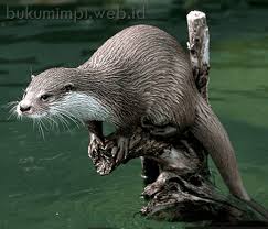 Erek erek berupa abjad dan gambar. Angka Mimpi Berang Berang Versi Erek Erek 2d 3d 4d Buku Mimpi