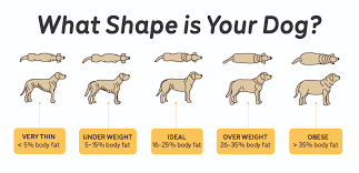 This dog, who weighed 173 pounds, looks nothing like his old self!you can keep up with kai's incredible journey on facebook: Weight To Go Low Fat Diets For Doggos Guides Big Dog Pet Foods