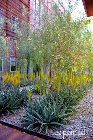 Pin On Desert Sustainable Landscaping Ideas