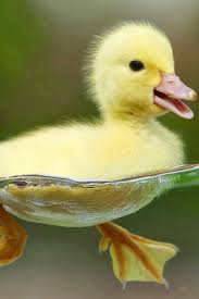 Image result for cute baby animals