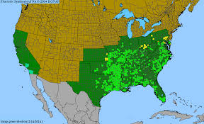 Image result for Phyllanthus graminicola