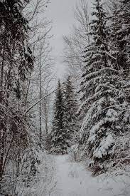 Maybe you would like to learn more about one of these? Winter Aesthetic Winter Aesthetics Pretty Winter Photos Pretty Winter Pictures Snowy Pictures Snow Pictures Snow Pics Snowy Aesthetic Sno Duvar Kagitlari