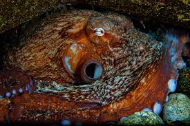 Giant Pacific Octopus - Animal Corner