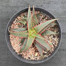 Image result for Aloe carnea