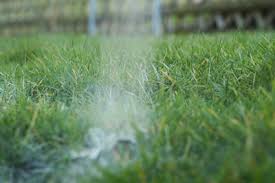 Sollten sie keinen wagen zur hand haben, tragen sie beim streuen unbedingt handschuhe! Gartenkalk Ausbringen Wann Und Wie Anwendung Von Rasenkalk Gartenlexikon De