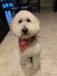 Smeraglia's Teddy Bear Goldendoodles & Schnoodles