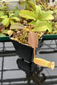 Image result for Nesaea spathulata