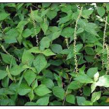 Image result for Solanum anguivi