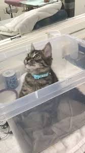 Hospitals that are not regionally ranked are ordered alphabetically. Bluff City Veterinary Specialists Veterinarian Memphis Tennessee Facebook 249 Photos