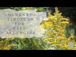 Come Along And Learn How To Harvest And Make A Goldenrod Tincture To Ease Those Fall Allergies And Respiratory Irritations I Fall Allergies Tinctures Allergies